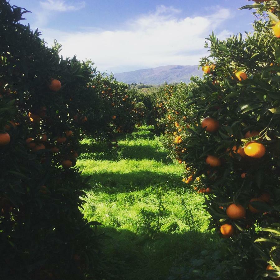 Agrume Country House Santa Venerina Bagian luar foto